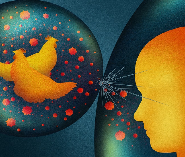 Cover of new research on avian flu shows Two spheres which represent immune protection. One sphere contains a human silhouette, the other contains two chicken silhouettes.
