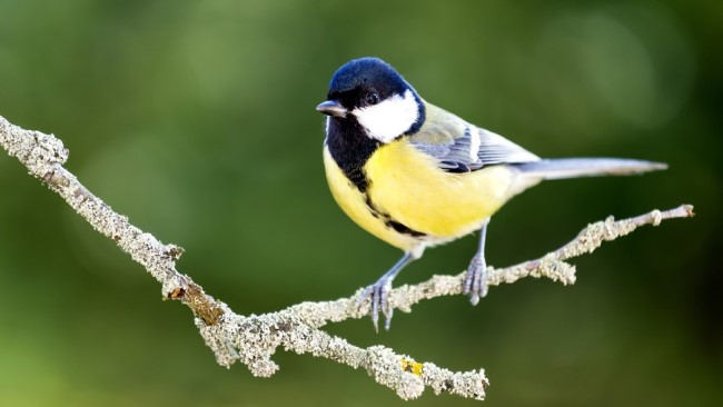 Image of a great tit